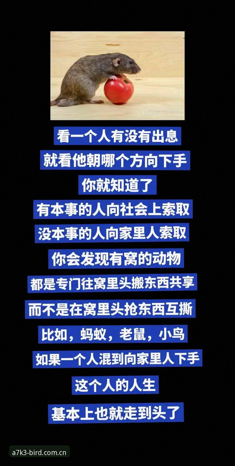 小鸟体育最新版本功能详解：5个让你爱上观赛的实用升级