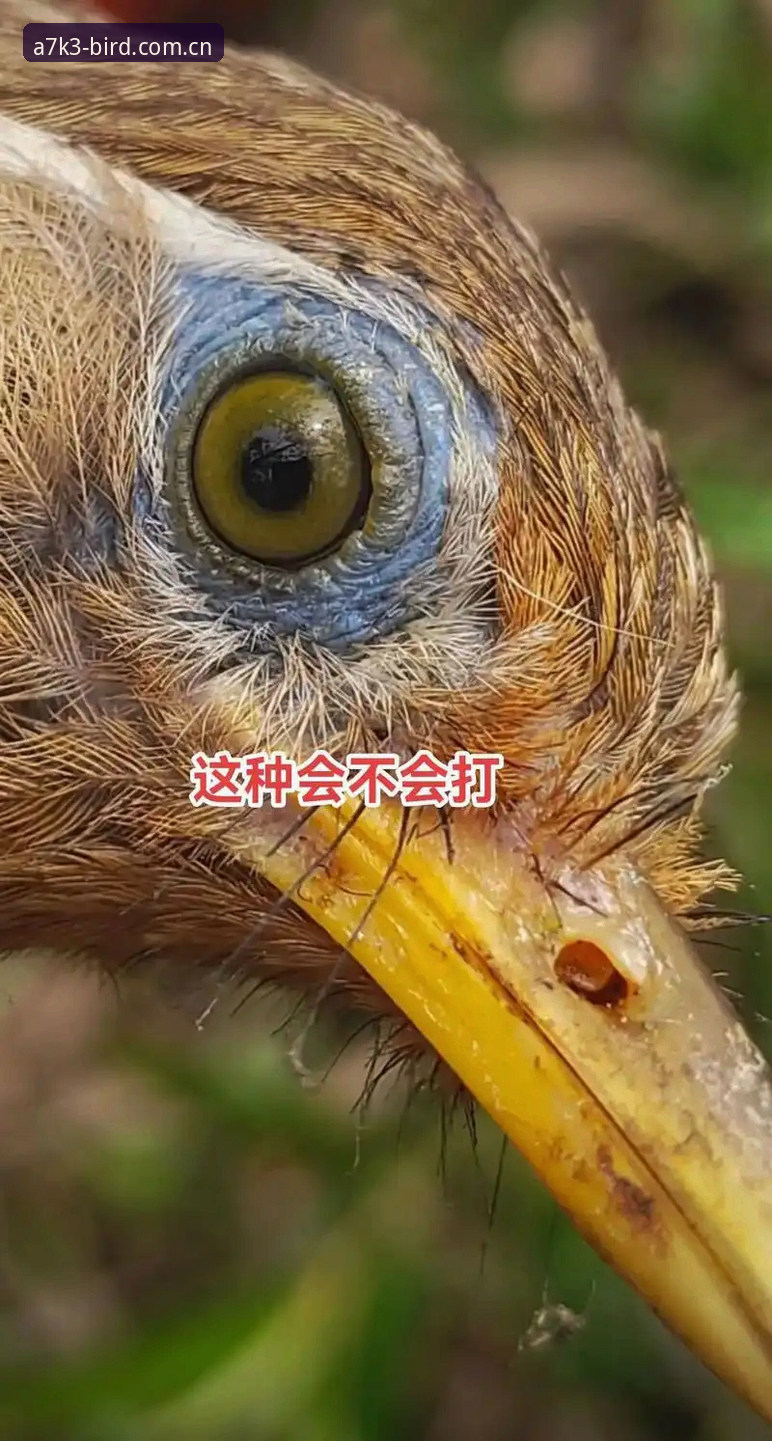 揭秘小鸟体育直播官方下载背后的真相:为什么A7K3版本能解决你的卡顿问题?